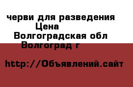 черви для разведения › Цена ­ 2 250 - Волгоградская обл., Волгоград г.  »    